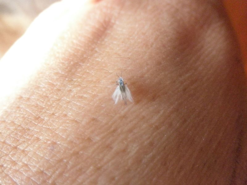 Woolly aphids